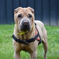 BOURRICOT, chien à adopter