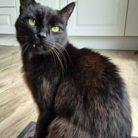 ZORRO, chat à adopter