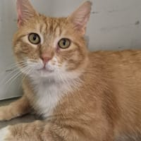 Caramelo, chat à adopter