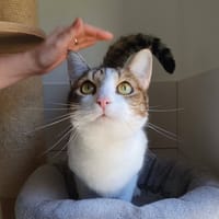 MELINA, chatte à adopter