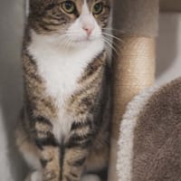T rex, chat à adopter