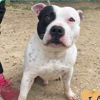 Roadster, chien à adopter