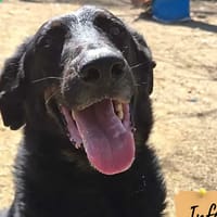 Spark, chien à adopter