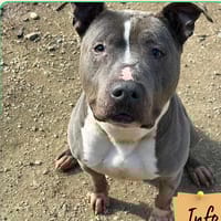 Titan ( panier retraite), chien à adopter