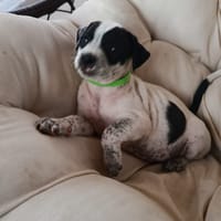 À L’ADOPTION, AYANA, BERGER CREOLE FEMELLE, noire et blanche, chienne à adopter