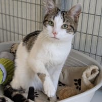 ADELINE, chatte à adopter