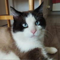 Mambo, chat à adopter