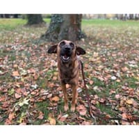 Lilou, stubenreine Herzenshündin, ca. 2, Hündin zur Adoption