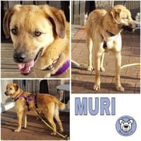MURI -möchte die Welt gezeigt bekommen-, Hund zur Adoption
