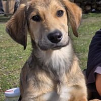 Rupert ❤, Hund zur Adoption