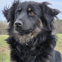 Duke, Hund zur Adoption