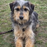 Dana, Hündin zur Adoption