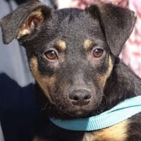 LINO wartet mit gepacktem Koffer, Hund zur Adoption