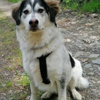 Lisa möchte ein ländliches Zuhause, Hündin zur Adoption