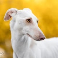 FRAMBUESA- auf PS in 74229 Degmarn!, Hündin zur Adoption