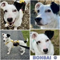 BONSAI -kleiner Freund fürs Leben-, Hund zur Adoption