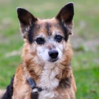 Emmi - fröhlich, aufmerksam, verschmust, Hündin zur Adoption