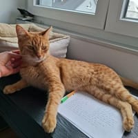 ❤ Leo sucht seine Menschen❤, Kater zur Adoption