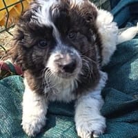 Asz, möchte so gerne ein Zuhause, Hund zur Adoption