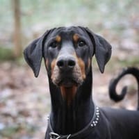 Zeus sucht rasseerfahrene Menschen, Hund zur Adoption