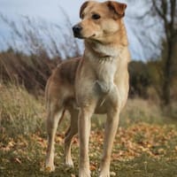 Janko - junger Rüde mit Potential ❤, Hund zur Adoption