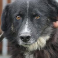 Glihali - zutraulich u. sehr lieb, Hündin zur Adoption