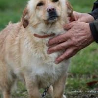 Fritzi - gutgelaunt u. sehr zutraulich, Hund zur Adoption