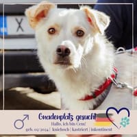 Cem - sucht Gnadenplatz, Hund zur Adoption