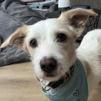 Frex, geb. ca. 07/2022, 79650 Schopfheim, Hund zur Adoption