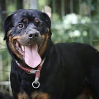 Mira sucht ein Zuhause, Hündin zur Adoption