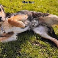 Martini  süßer Schnauzbart, Hund zur Adoption