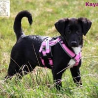 Kaya  süßer Wirbelwind, Hündin zur Adoption