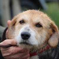 Bacey - ruhig u. sehr anhänglich, Hündin zur Adoption