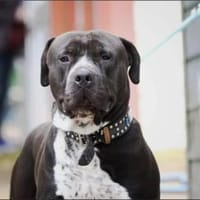 Digger sucht ein Zuhause, Hund zur Adoption