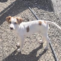 Pepper, Hund zur Adoption