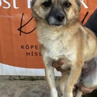 Fee💜sucht Pflegestelle/Endstelle, Hündin zur Adoption