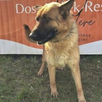 Roket 💙sucht Pflegestelle/Endstelle, Hund zur Adoption