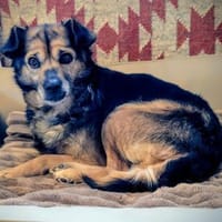 Susi ist eine liebe, kleine Hündin, Hündin zur Adoption