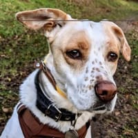 WOLKE  eine sanfte Seele auf der Suche, Hündin zur Adoption