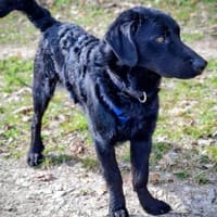 Schlauer Pino sucht ein Zuhause, Hund zur Adoption