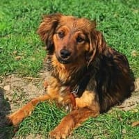 Hübsche Medyson sucht euch, Hündin zur Adoption