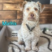 Mathis kleiner TerrierMix in Deutschland, Hund zur Adoption