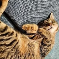 Robin, verkuschelter Tiger, ca. 1 Jahr, Kater zur Adoption