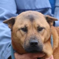 Chevy - sehr freundlich u. verträglich, Hund zur Adoption