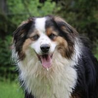 Basco sucht ein Zuhause, Hund zur Adoption