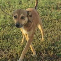 Amy💜 sucht Pflegestelle/Endstelle, Hündin zur Adoption