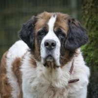 Mia & Oskar suchen ein Zuhause, Hündin zur Adoption