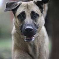 Bailey sucht ein großes Zuhause, Hündin zur Adoption