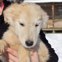 Wer verliebt sich in Zwackelmann?, Hund zur Adoption