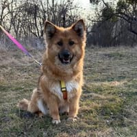 Bonja sucht ihr Zuhause, 2 j. Alt, Hündin zur Adoption